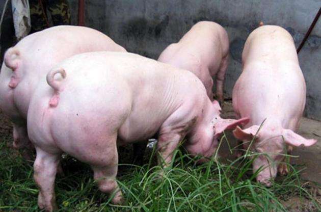 8月21日，國(guó)務(wù)院常務(wù)會(huì)議指出“地方要立即取消超出法律法規(guī)的生豬禁養(yǎng)、限養(yǎng)規(guī)定”