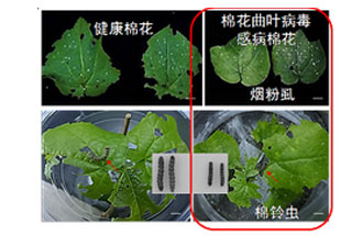 近日，微生物研究所發(fā)現(xiàn)雙生病毒調(diào)控植物免疫平衡實(shí)現(xiàn)全新生態(tài)功能