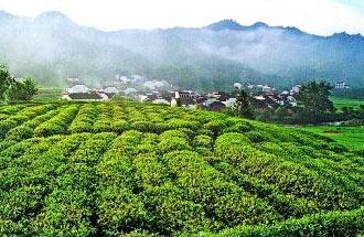 9月2日，財政部、稅務(wù)總局發(fā)布了關(guān)于繼續(xù)執(zhí)行邊銷茶增值稅政策的公告